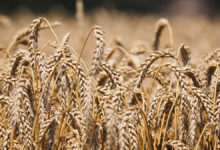 خزين الحنطة