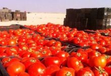 محصول الطماطم