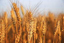 البازلاء العلفية