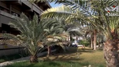 النخيل