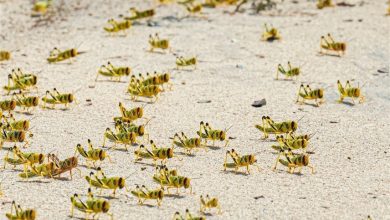 الجراد يغزو مصر