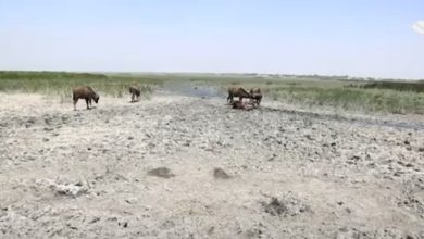 التصحر