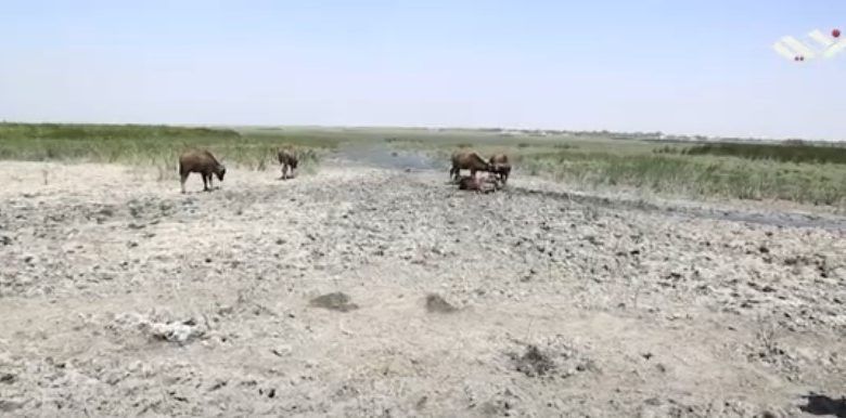 التصحر