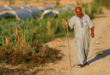 الزراعة