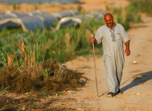 الزراعة