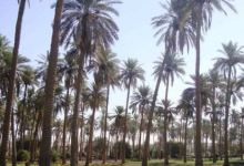 النخيل - نخيل - تمر - التمر - تمور