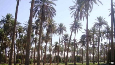 النخيل - نخيل - تمر - التمر - تمور