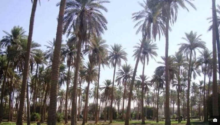 النخيل - نخيل - تمر - التمر - تمور