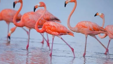 الطيور المهاجرة