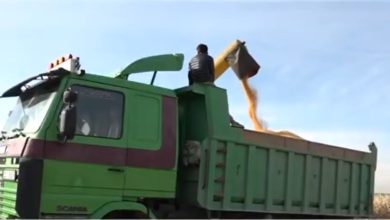 الذرة الصفراء