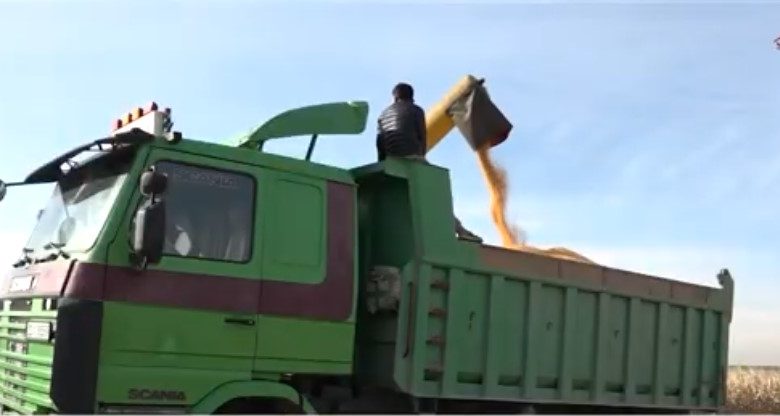 الذرة الصفراء