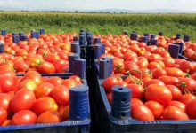 محصول الطماطم