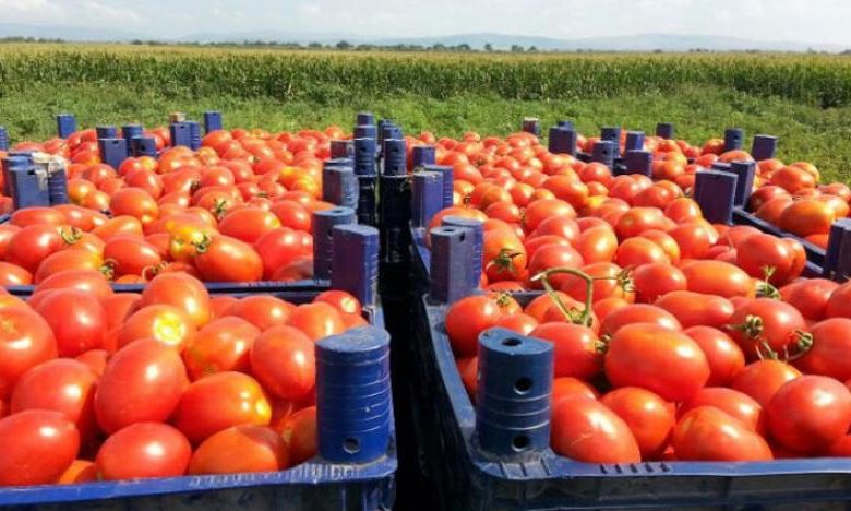 محصول الطماطم