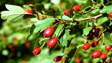 ثمار الزعرور