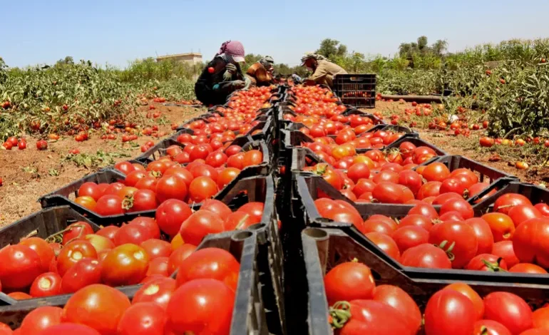 محصول الطماطم