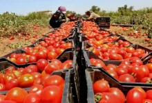 محصول الطماطم
