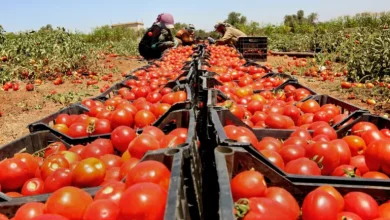 محصول الطماطم