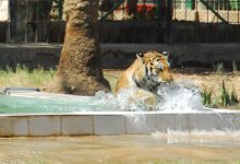 النمر السيبيري