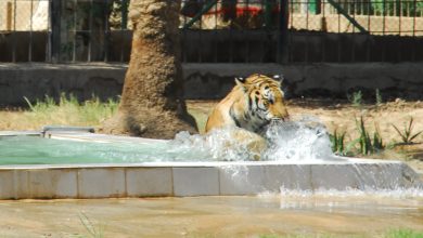 النمر السيبيري