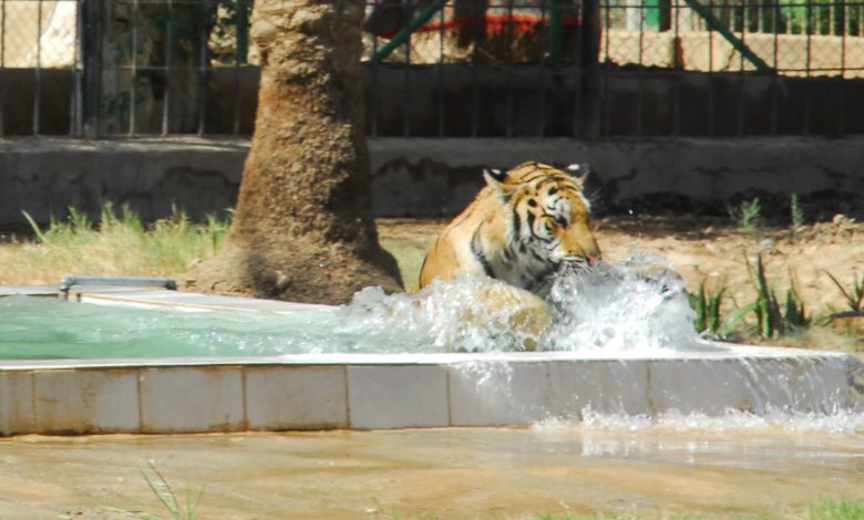 النمر السيبيري