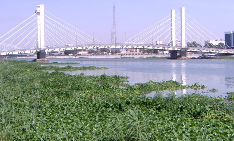 زهرة النيل