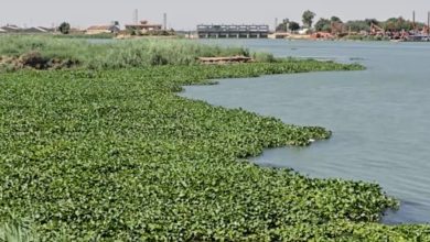 نهر دجلة