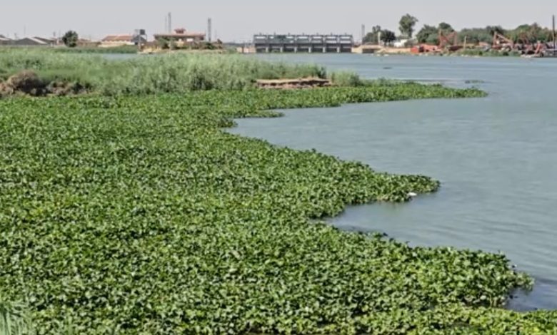 نهر دجلة